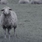 vorbei an den Schafen geht es durch sie schöne Landschaften des Herbstes und 