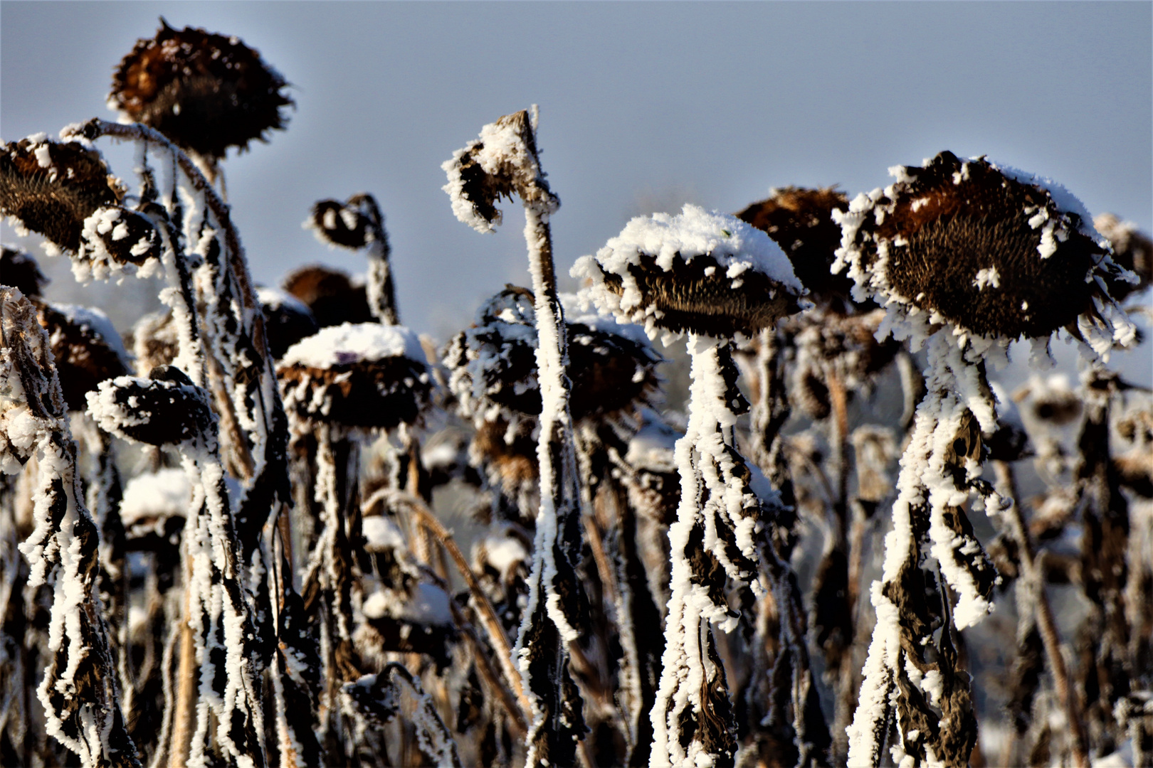 vorbei an verschneiten Sonnenblumen führte mich mein Weg durch den Winter