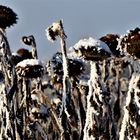 vorbei an verschneiten Sonnenblumen führte mich mein Weg durch den Winter