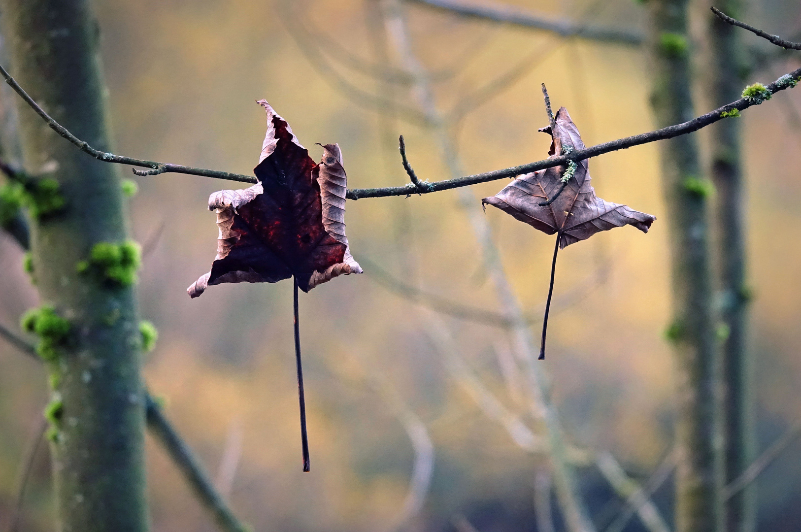 vorbei der herbstliche Blätterglanz.....