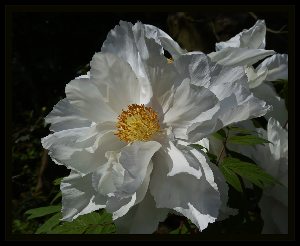 Vorbei die schöne Zeit der Blumen