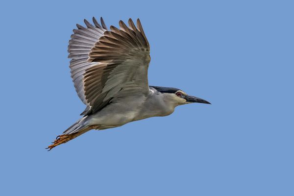 Vorbei fliegender Nachtreiher