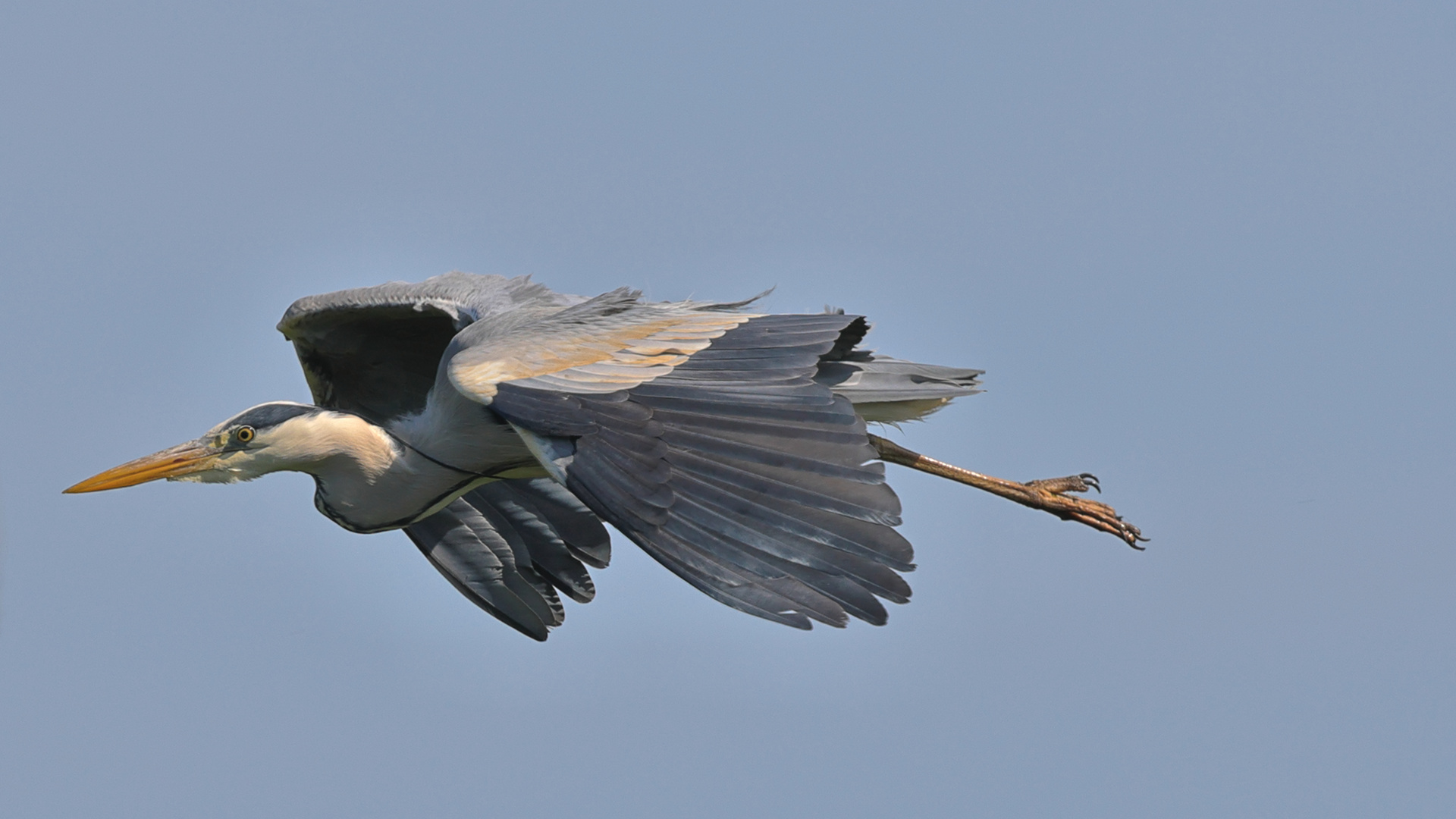 vorbei flug