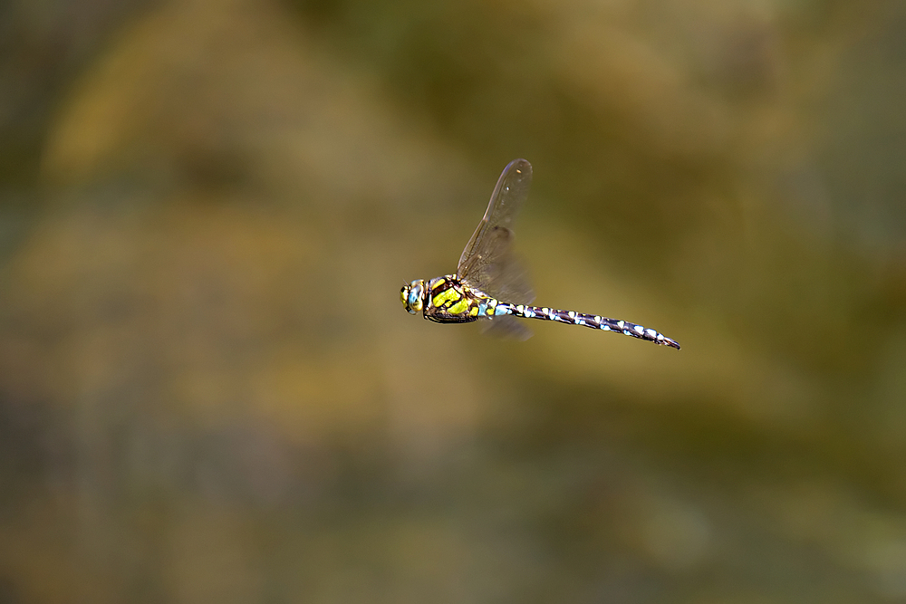 Vorbei Flug...