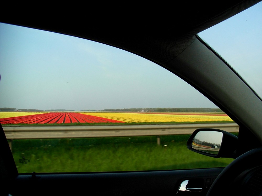 vorbei-rasante Tulpenfelder