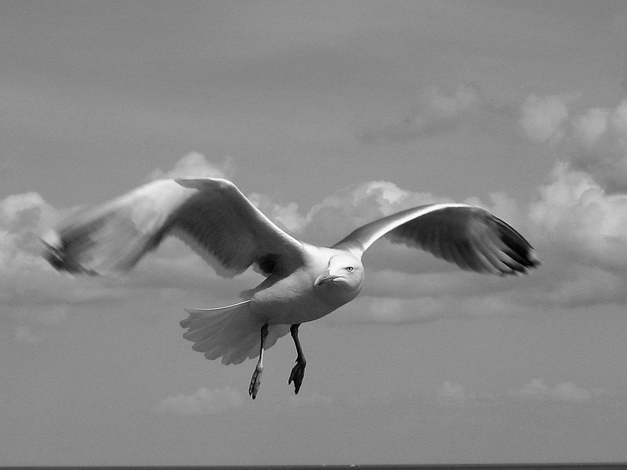 Vorbeifliegende Möwe