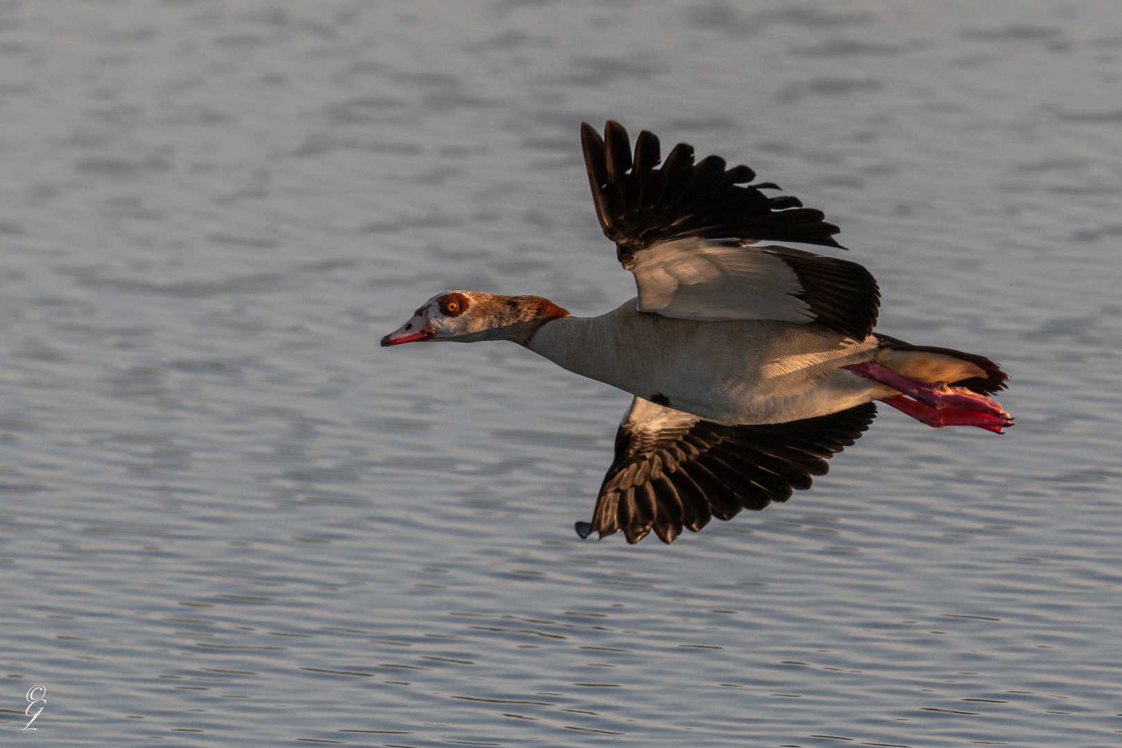 vorbeifliegende Nilgans_12.07.2020