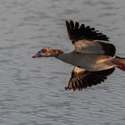 vorbeifliegende Nilgans_12.07.2020