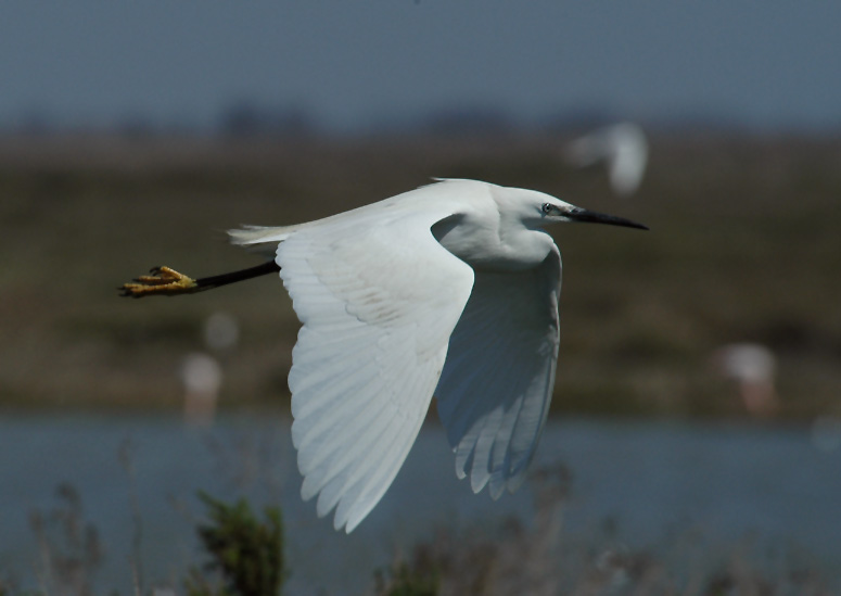 Vorbeifliegender Seidenreiher in der Camargue