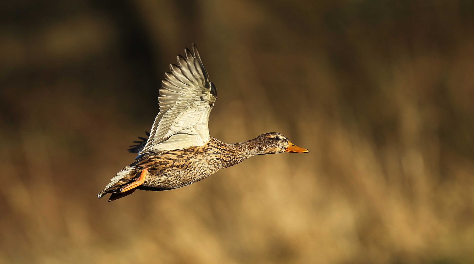 Vorbeiflug!