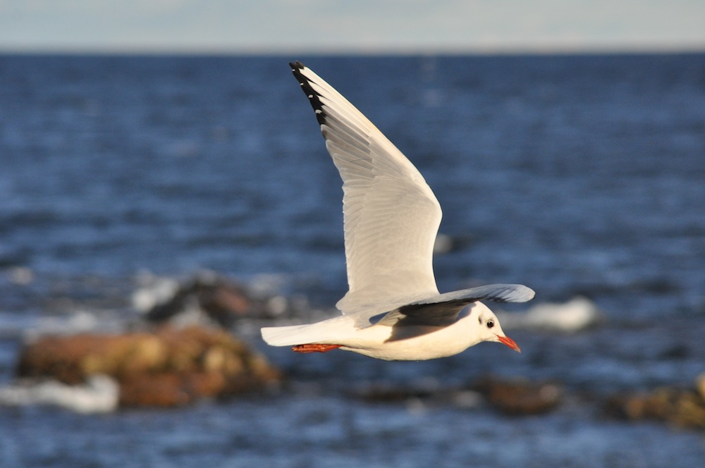 Vorbeiflug