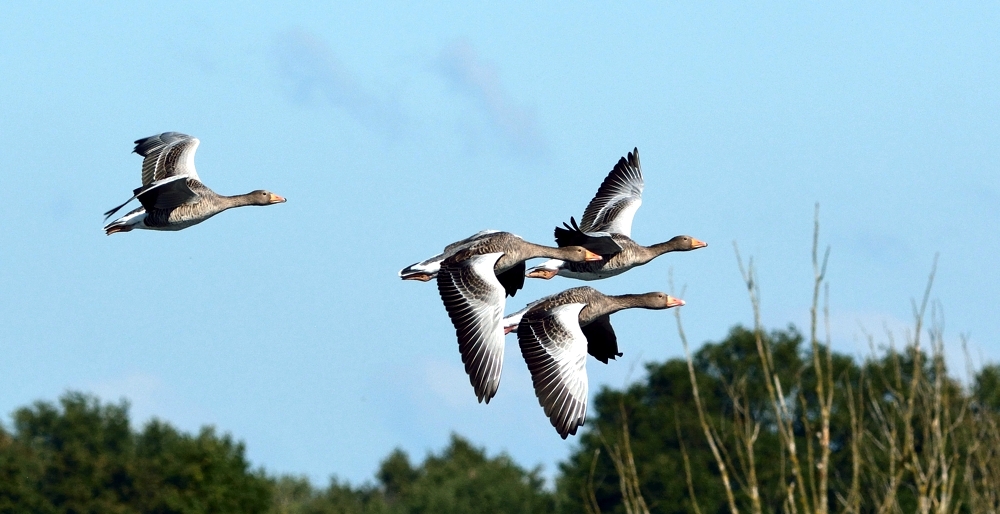 Vorbeiflug