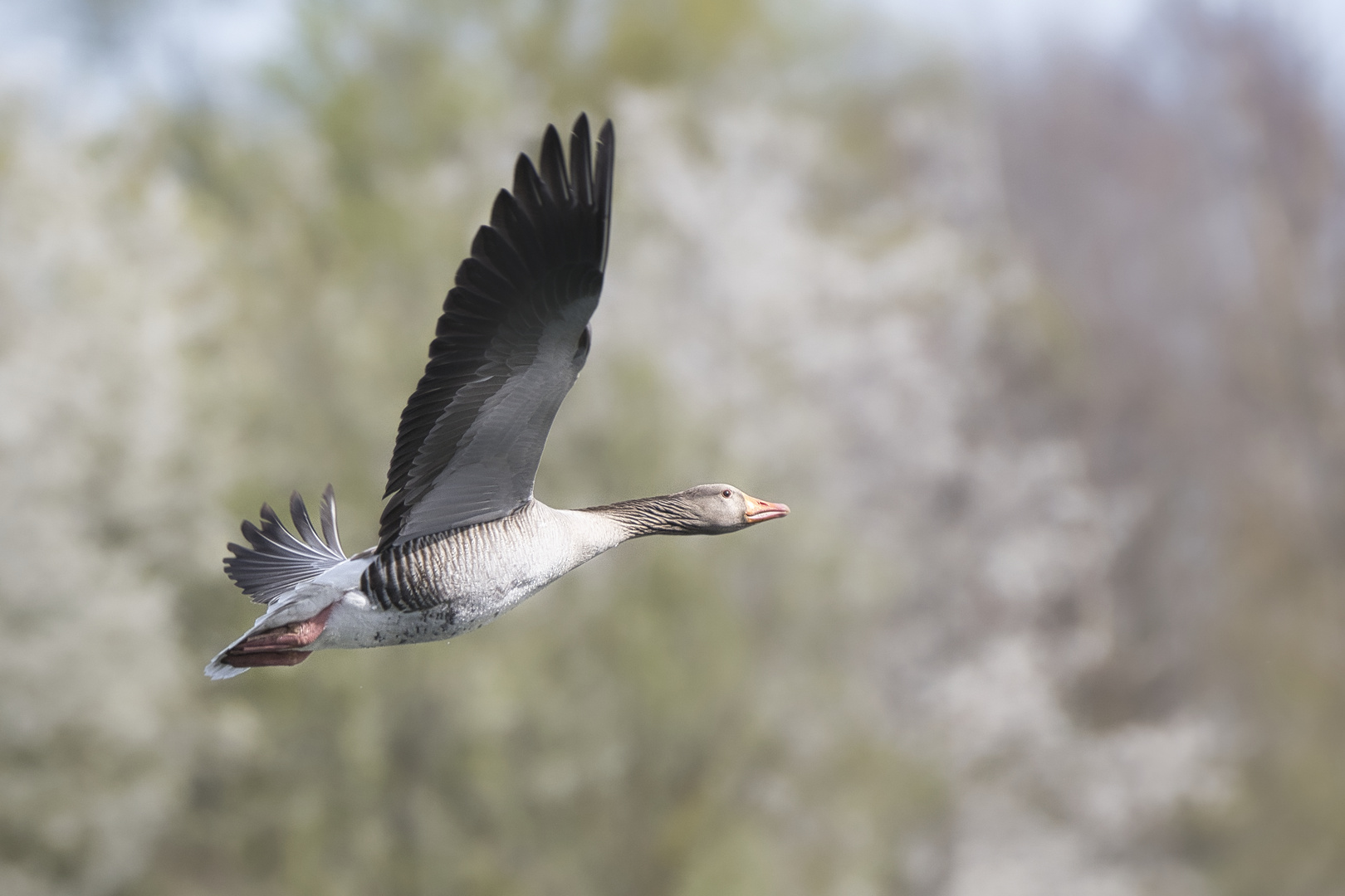 Vorbeiflug