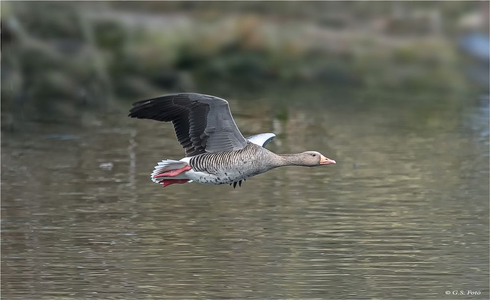 Vorbeiflug......