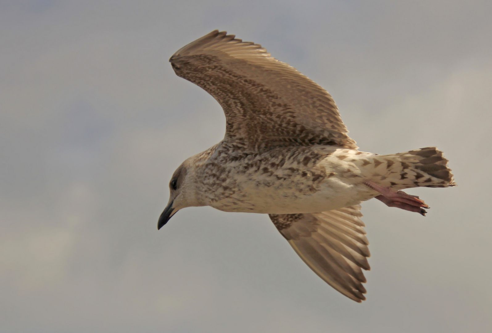 Vorbeiflug