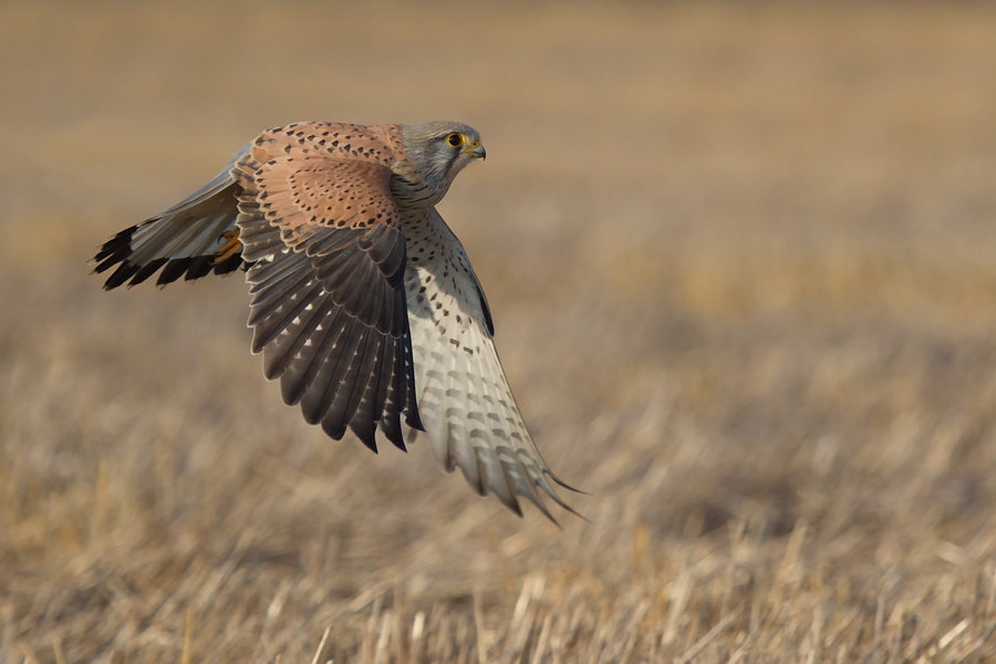 Vorbeiflug