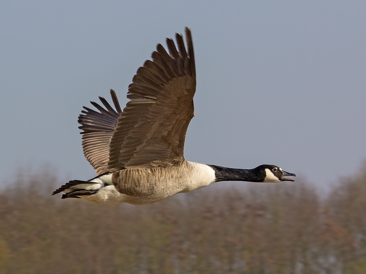 Vorbeiflug ...