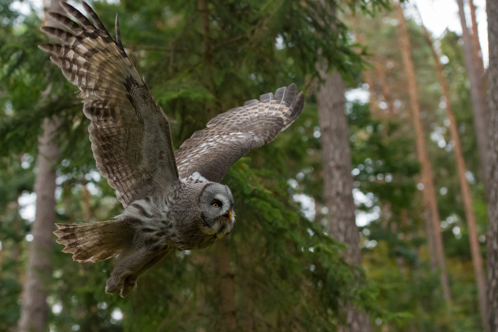 Vorbeiflug 