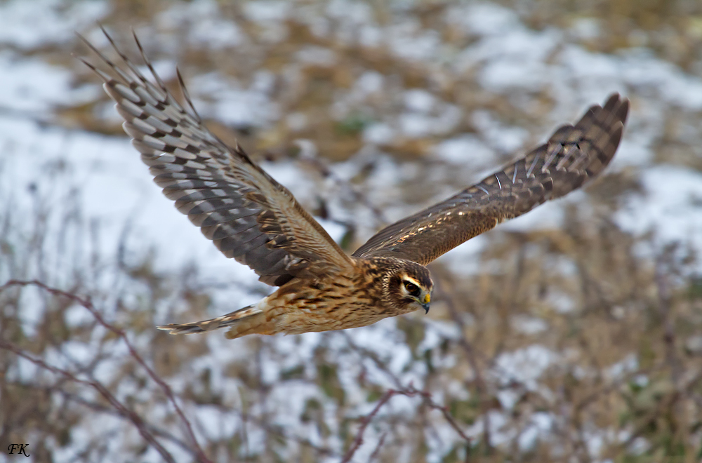 ***              Vorbeiflug           ***