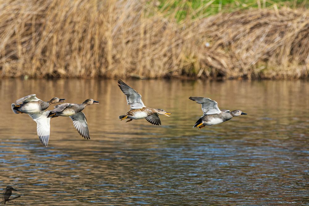 Vorbeiflug