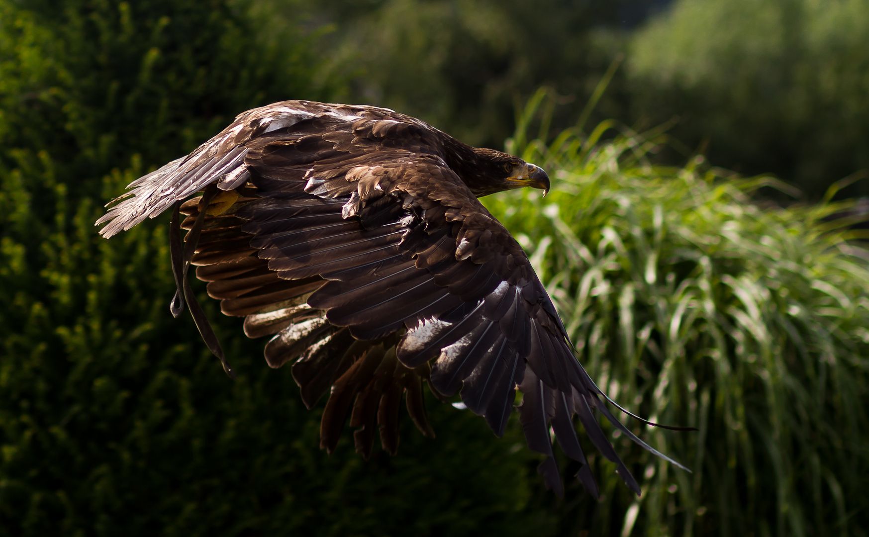 Vorbeiflug