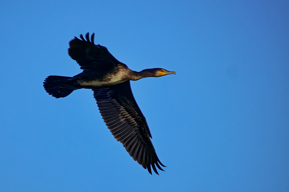 Vorbeiflug