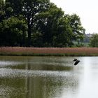 Vorbeiflug am Vogelschutzparadies