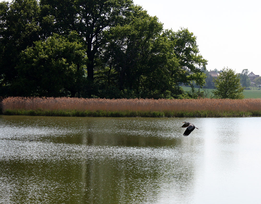 Vorbeiflug am Vogelschutzparadies