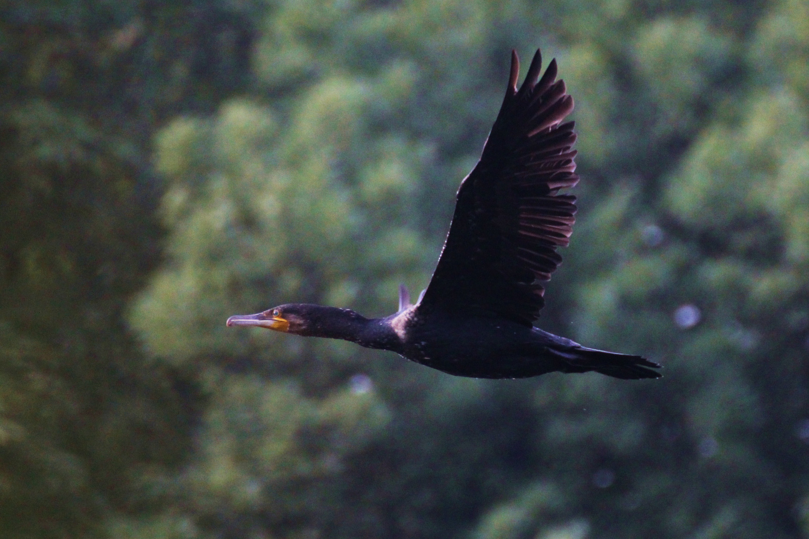 Vorbeiflug