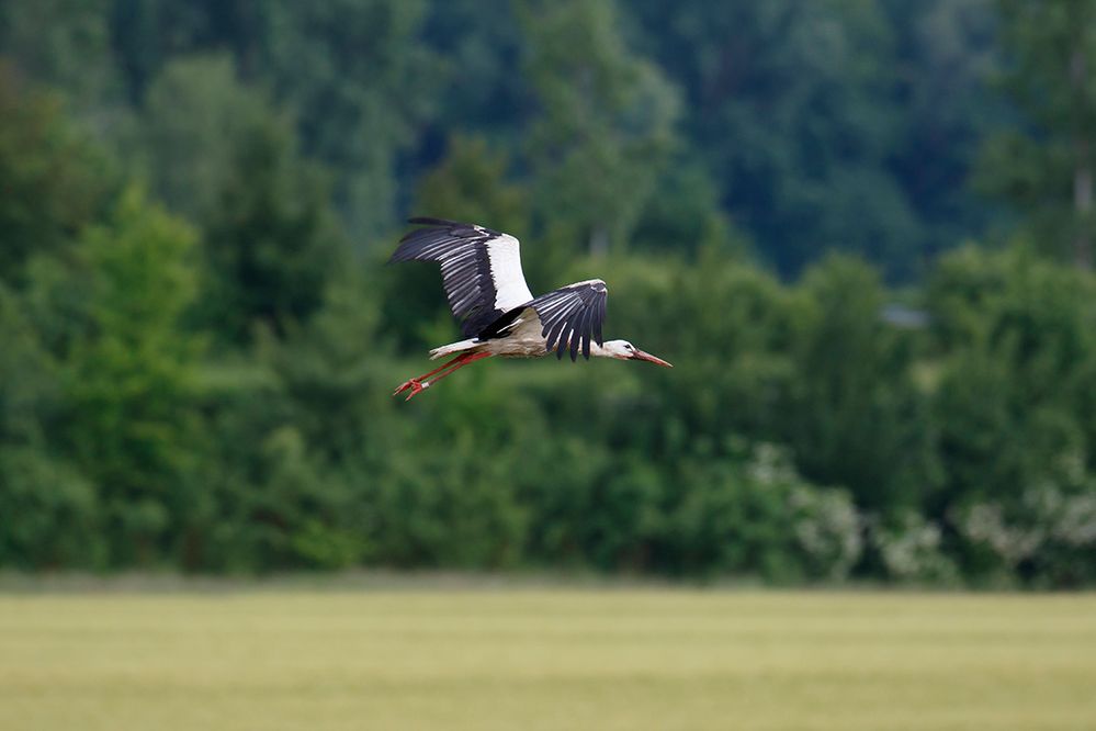 Vorbeiflug.