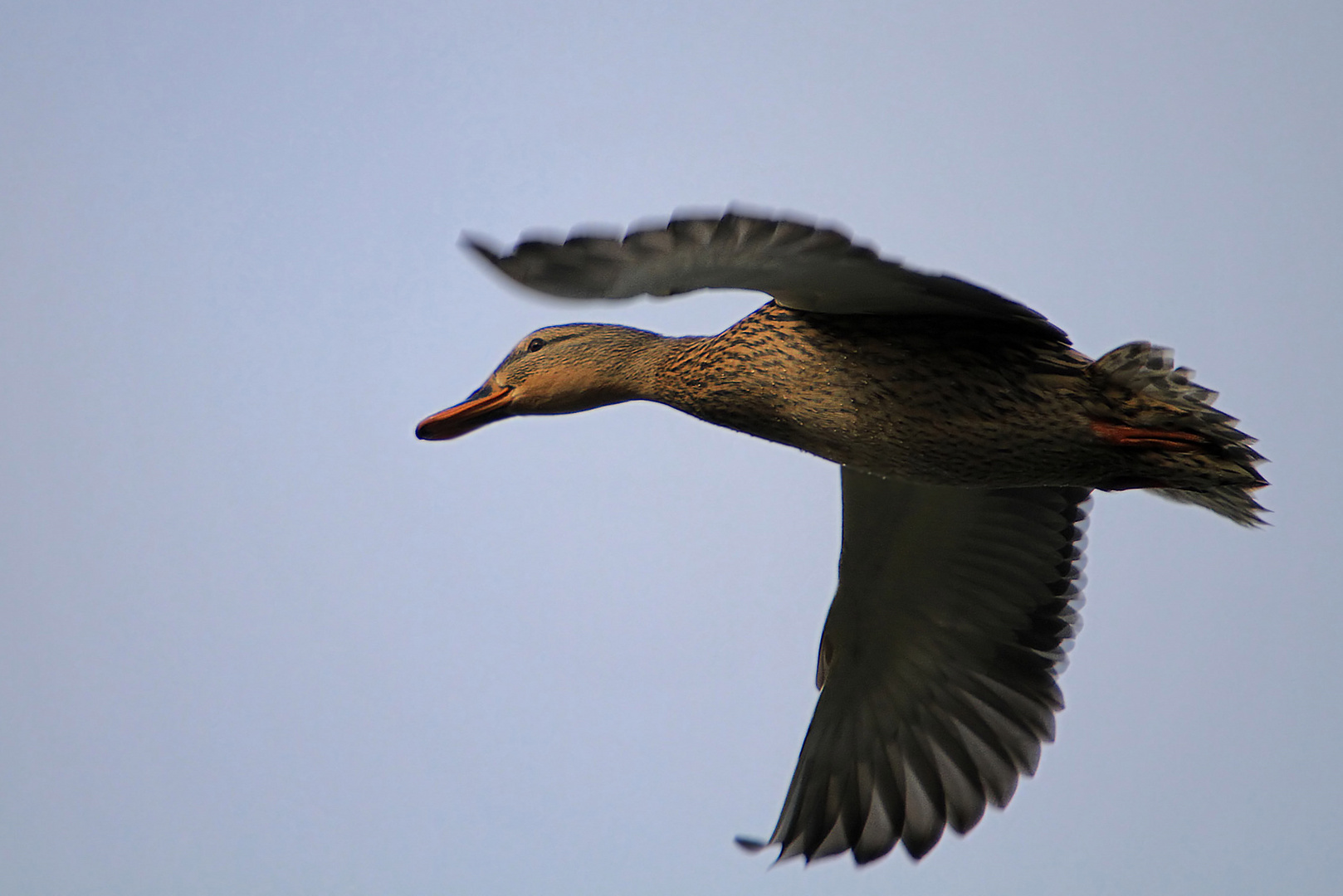 VORBEIFLUG