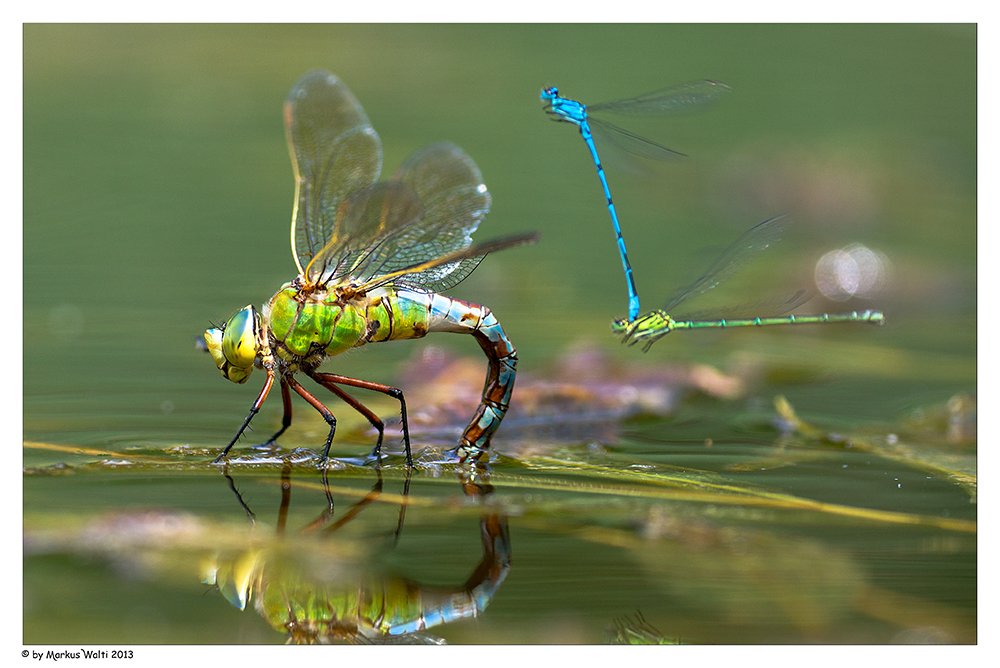 Vorbeiflug der Azurjungfern