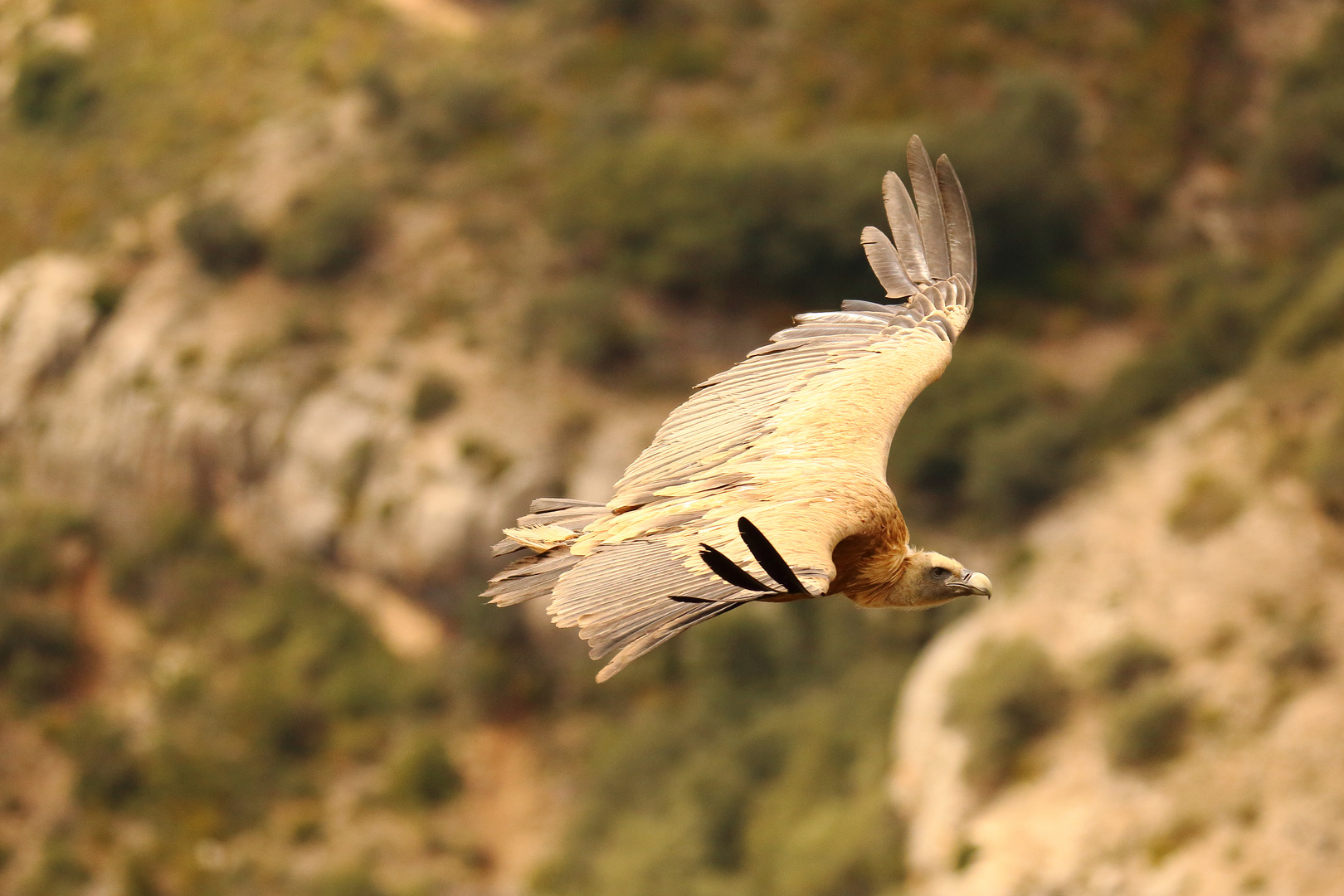 Vorbeiflug des Geiers