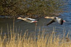 Vorbeiflug eines Graugans-Pärchens