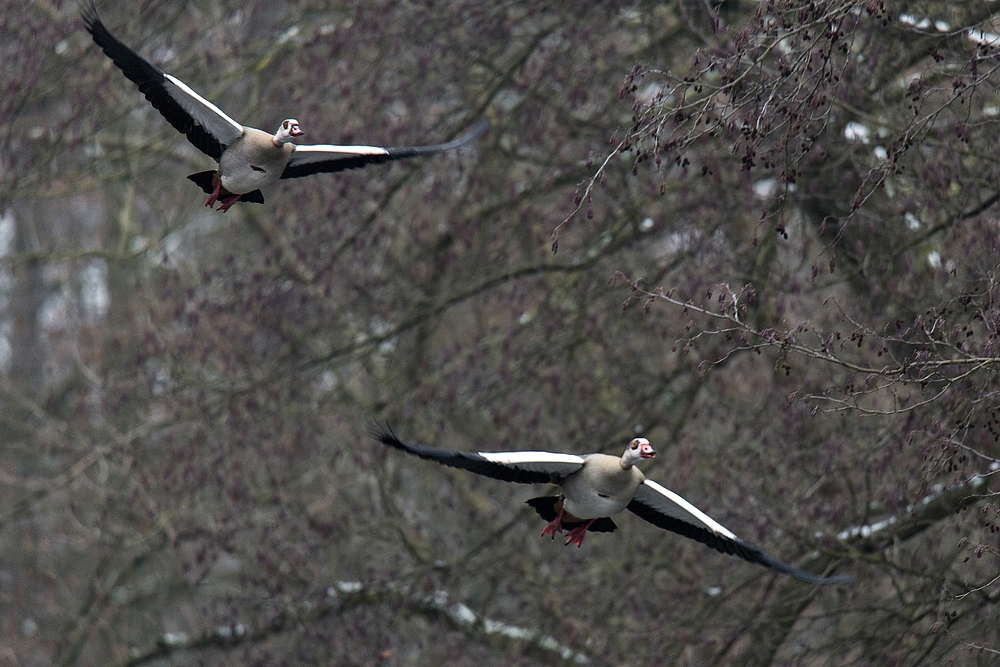 Vorbeiflug eines Nilganspaares (Alopochen aegyptiaca)