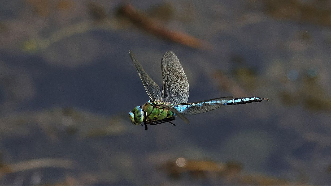 Vorbeiflug