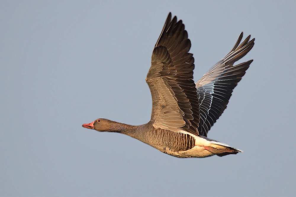 Vorbeiflug