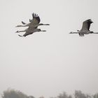 vorbeiflug - familie kranich.......