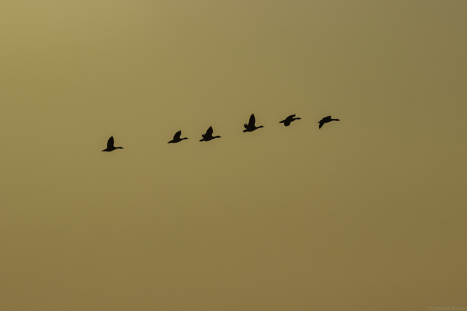 Vorbeiflug im Gegenlicht ...