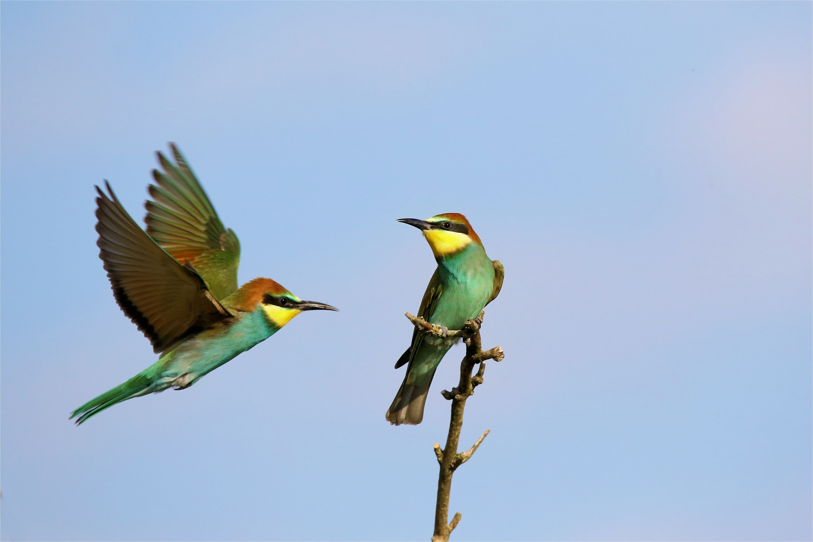 Vorbeiflug ... Im Land der bunten"Paradiesvögel" - Junge Bienenfresser - Merops apiaster