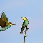 Vorbeiflug ... Im Land der bunten"Paradiesvögel" - Junge Bienenfresser - Merops apiaster