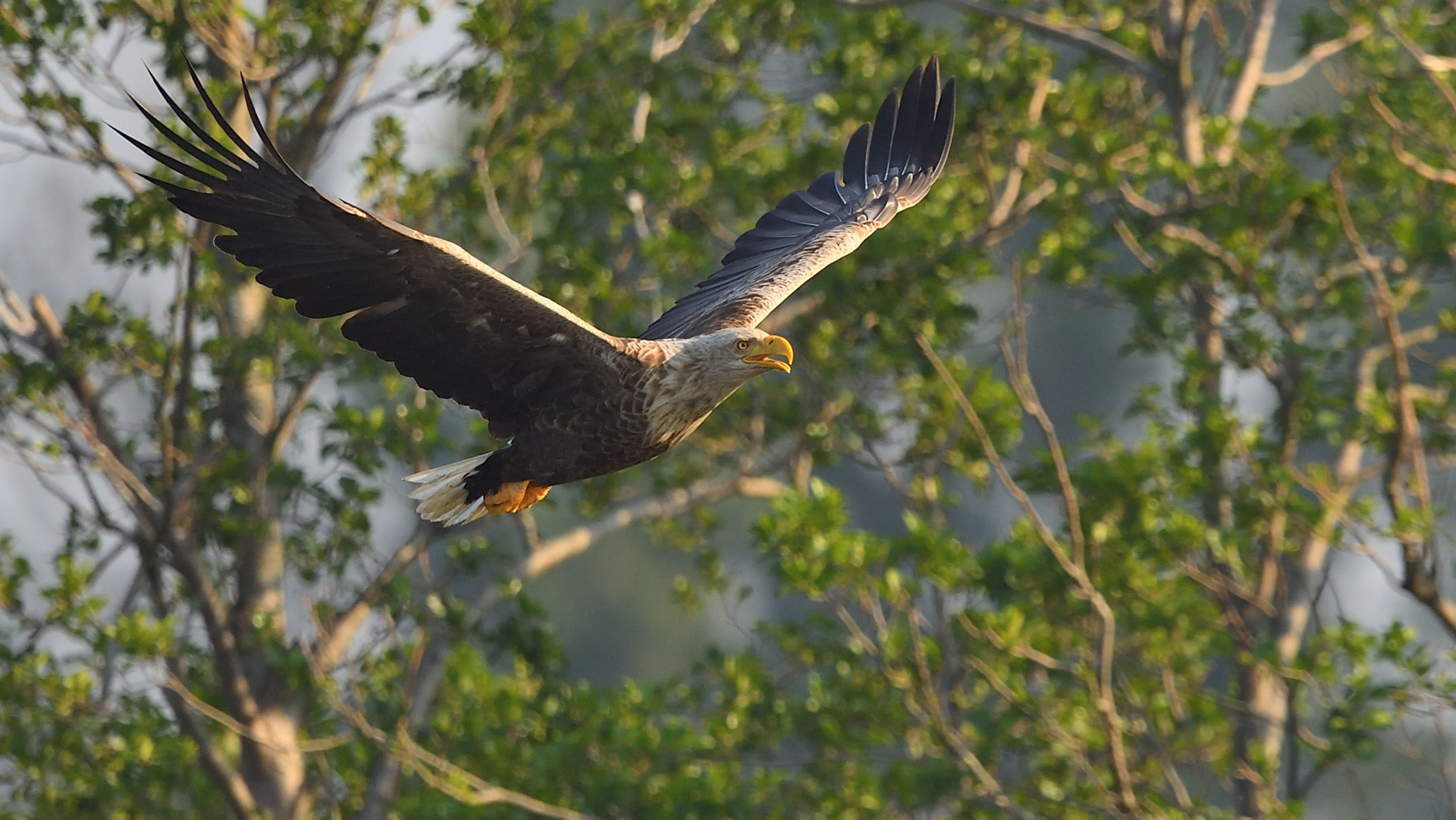 Vorbeiflug im Morgenlicht!