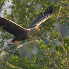 Vorbeiflug im Morgenlicht!