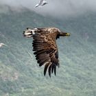 Vorbeiflug im Regen