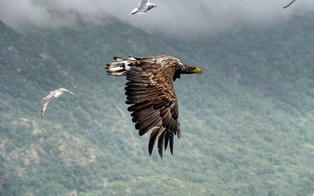 Vorbeiflug im Regen