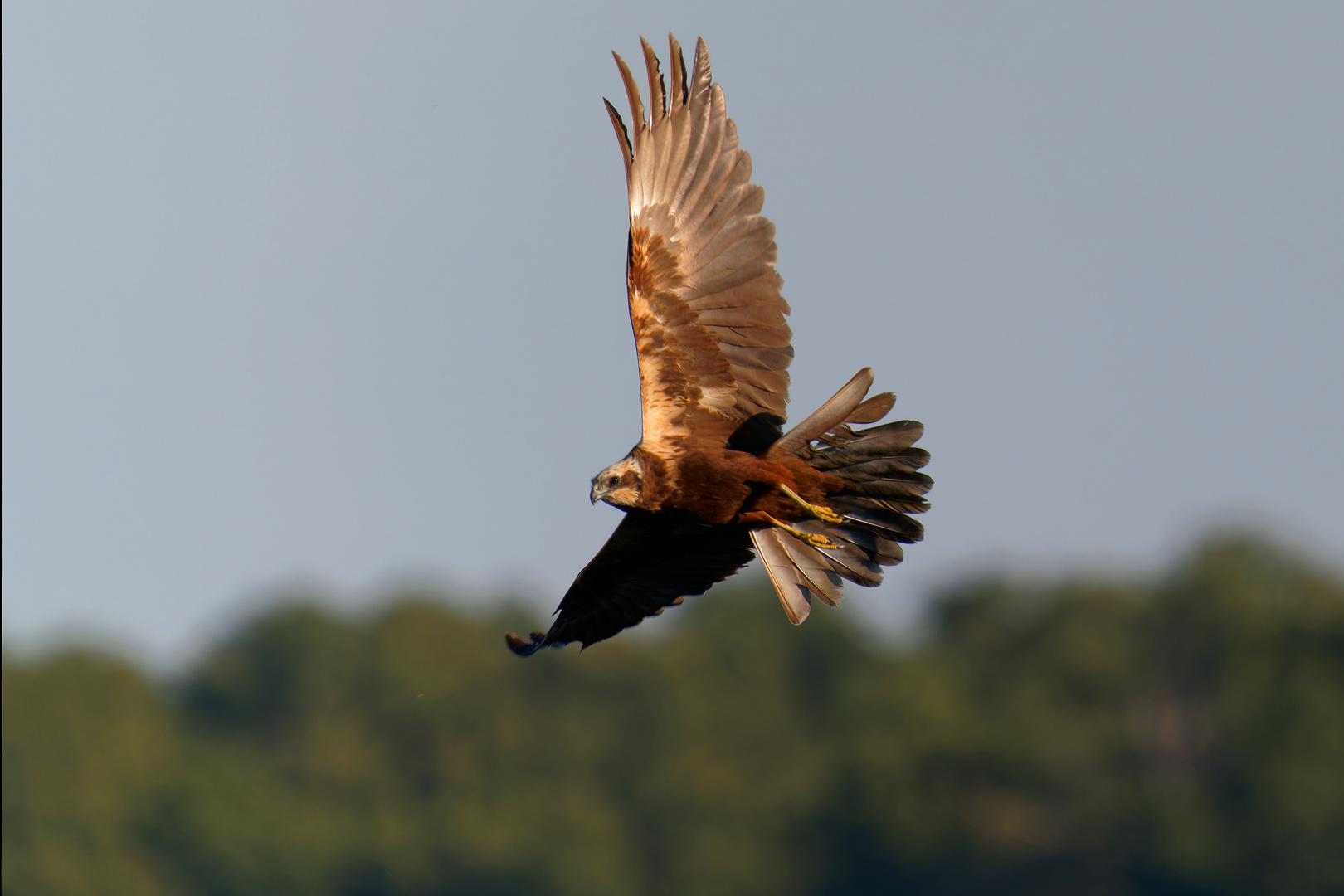 Vorbeiflug in der Abendsonne