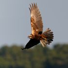 Vorbeiflug in der Abendsonne