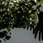 Vorbeiflug, knapp zwischen Hausmauer und Baum