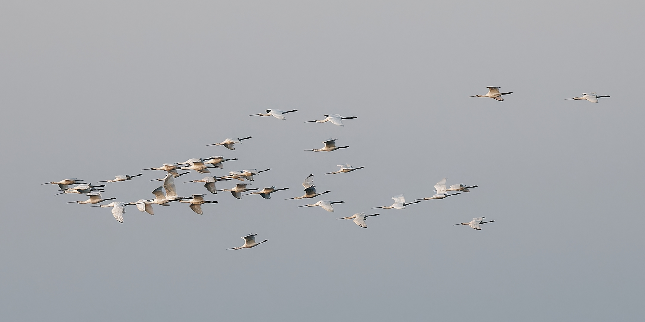 Vorbeiflug - Löffler