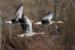 Vorbeiflug mit Geschnatter